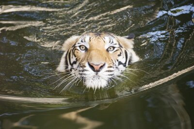 Sticker  Un tigre dans l'eau en mouvement