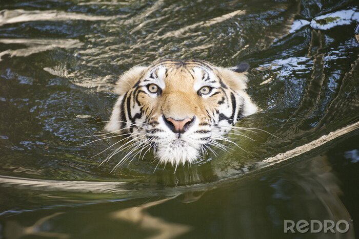 Sticker  Un tigre dans l'eau en mouvement