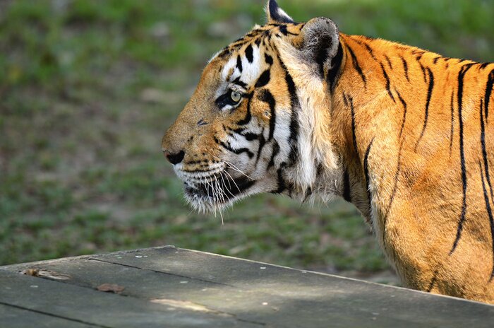 Sticker  Un tigre de profil sur fond vert