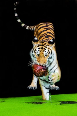 Un tigre en fuite avec une proie dans la gueule