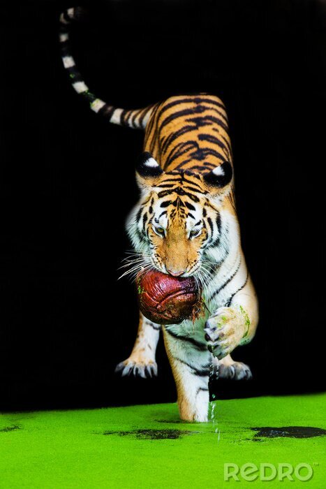 Sticker  Un tigre en fuite avec une proie dans la gueule