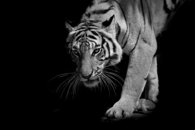 Un tigre en mouvement sortant de l'ombre
