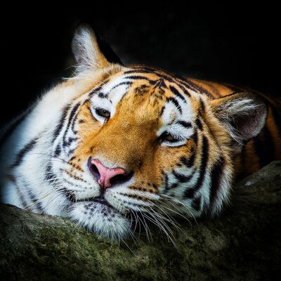 Sticker  Un tigre s'appuyant sur un tronc tout en se reposant