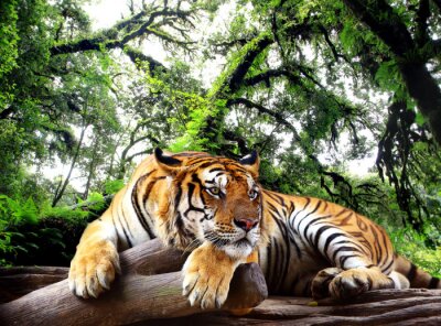 Poster  Un tigre se reposant dans la jungle