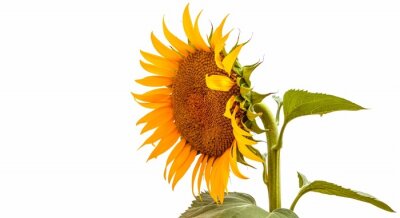 Sticker  Un tournesol illustré sur un fond blanc