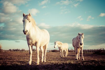 Sticker  Un troupeau de chevaux dans une prairie au coucher du soleil