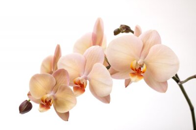 Une branche d'orchidées sur fond blanc