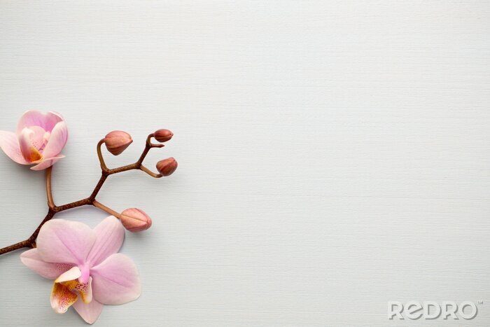 Sticker  Une brindille d'orchidée rose sur fond gris