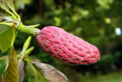 Sticker  Une espèce exotique de magnolia