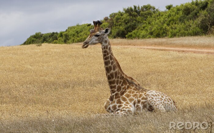 Sticker  Une girafe femelle solitaire assise sur les avions de l'Afrique du Sud.