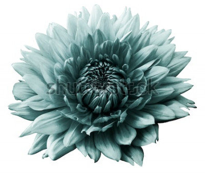 Sticker  Une grande fleur sur fond blanc