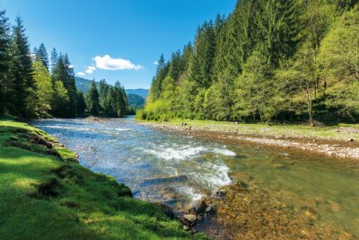 Une matinée ensoleillée au bord d'un ruisseau de montagne