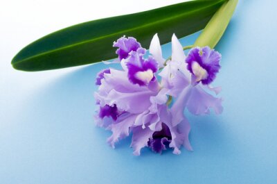 Sticker  Une orchidée aux pétales ondulés