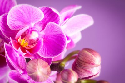 Une orchidée violette avec un centre jaune