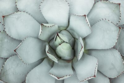 Une photo macro d'une succulente vert clair