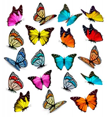 Variétés de papillons colorés