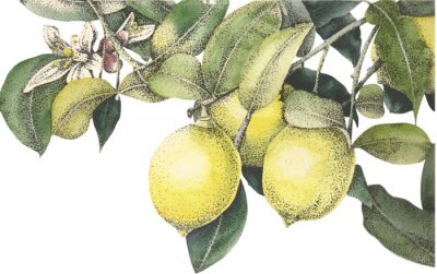 Sticker  Vecteur citrons aquarelle