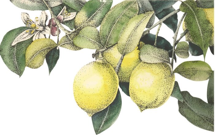 Sticker  Vecteur citrons aquarelle