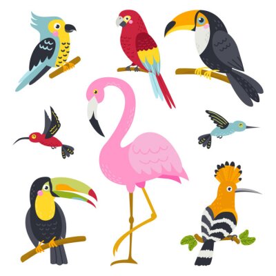 Sticker  Vector set of cute birds from jungle