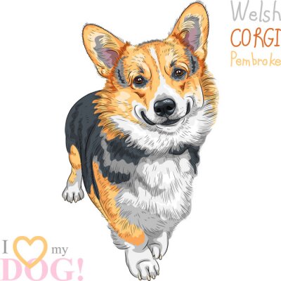 Sticker  vector sketch dog Pembroke Welsh corgi smiling