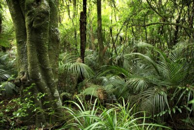 Papier peint  Végétation verte dans la forêt tropicale paysage