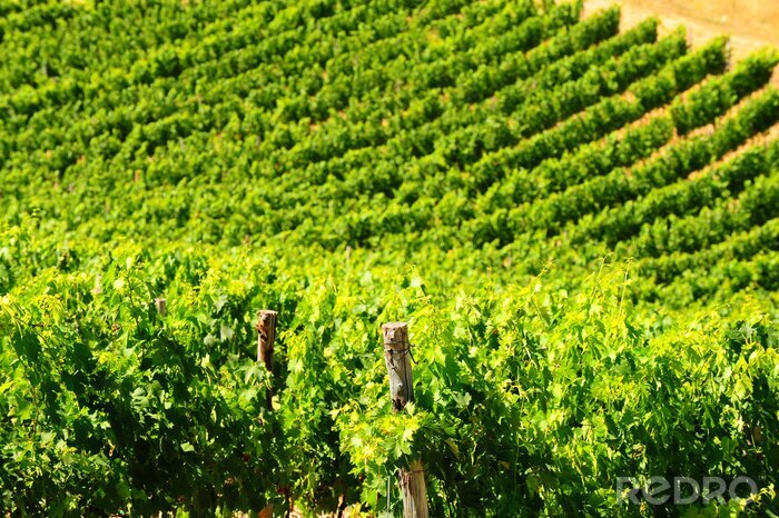 Sticker  Vigne et nature