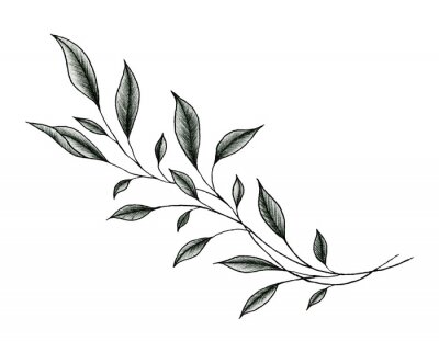 Sticker  vintage leaf drawing isolated on white, ink  hand drawn botanical illustration of a plant branch, black floral sketch