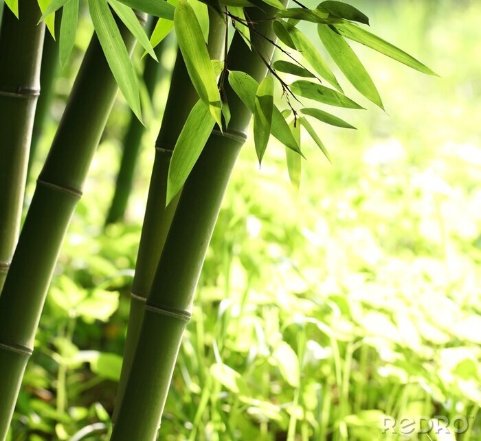 Sticker  Vive la forêt de bambou vert