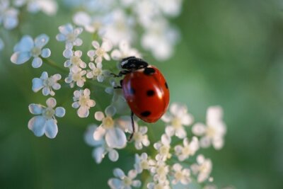 Sticker  Vue d'une coccinelle assise sur des fleurs blanches