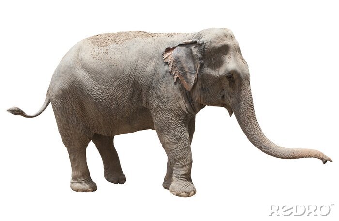 Sticker  vue de côté de l'éléphant asiatique jouant isolé sur fond blanc nous