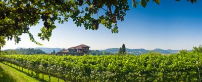 Sticker  Vue de la villa au milieu des vignes