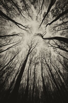 vue vers le haut dans un sinistre sombre sépia de forêt