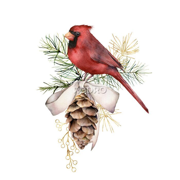 Sticker  Watercolor Christmas golden composition with cardinal and bow. Hand painted winter card with bird, fir cone isolated on white background. Holiday illustration for design, print, fabric or background.