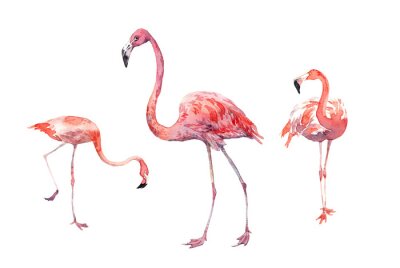 Sticker  Watercolor clip-art with pink flamingos in white background