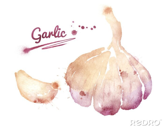 Sticker  Watercolor garlic.