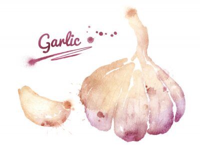 Sticker  Watercolor garlic.