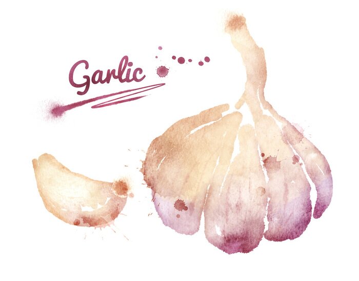 Sticker  Watercolor garlic.
