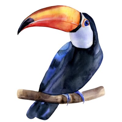 Sticker  Watercolor hand painted colorful realistic illustration of toucan bird sitting on a branch. Isolated element on white background.