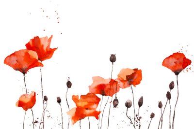 Sticker  Watercolor pattern with wild red poppies on white background.