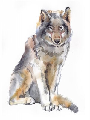 Sticker  Watercolor single wolf animal isolated on a white background illustration.