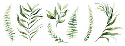 Sticker  Watercolor tropical floral illustration set with green leaves for wedding stationary, greetings, wallpapers, fashion, backgrounds, textures, DIY, wrappers, postcards, logo, etc.
