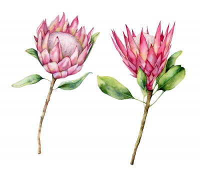 Sticker  Watercolor two protea set. Hand painted pink flower illustration with leaves and branch isolated on white background. Nature botanical illustration for design, print. Realistic delicate plant.