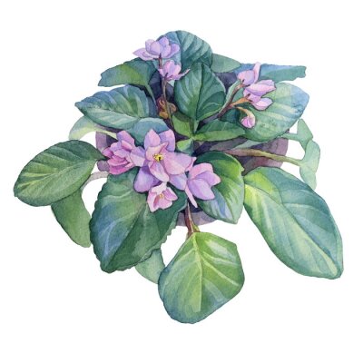 Sticker  Watercolor violet flower in pot isolated on white background. Home plant indoor for interior. Art creative hand-drawn object for sticker, florist, poster, wallpaper, wrapping, postcard, notebook
