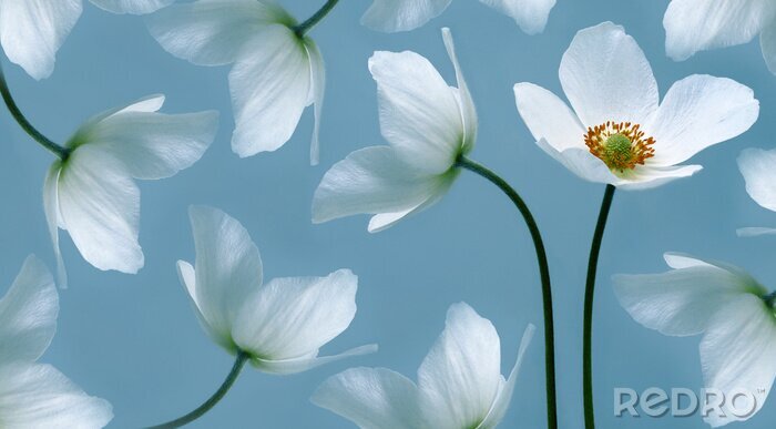 Sticker  White beautiful primrose. Flowers on a green stem. Studio shot. Nature.