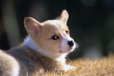 Sticker  ウ ェ ル シ ュ · コ ー ギ ー · ペ ン ブ ロ ー ク