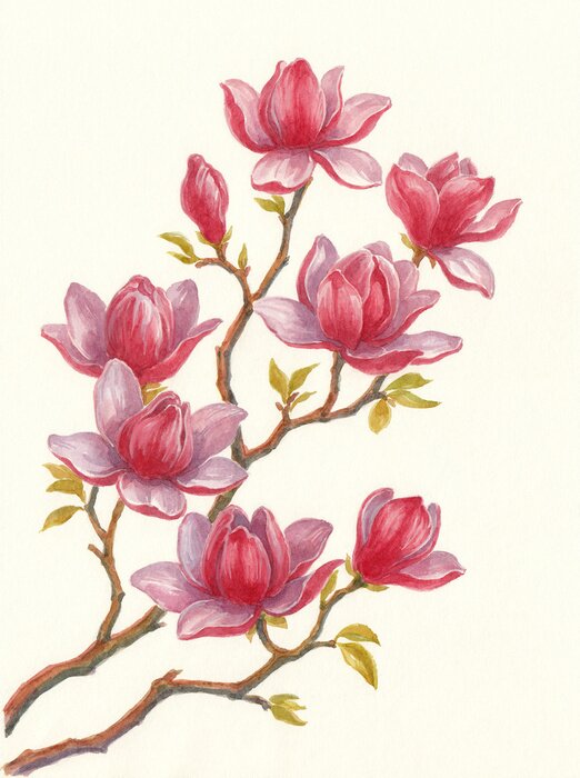 Sticker  Акварель, цветущая магнолия на белом.