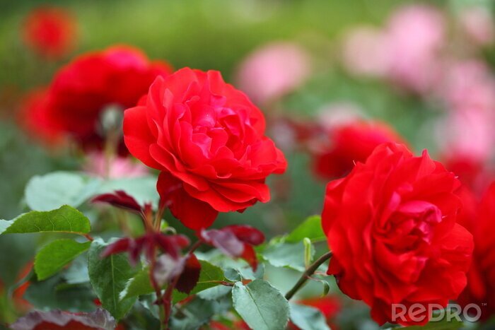 Sticker  バラ トランペッター (新宿 御苑)