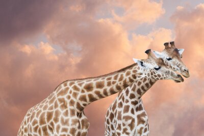 Sticker  Couple de girafes Dans un ciel de nuages ​​roses