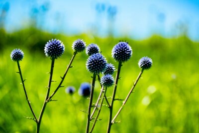 Sticker  瀬の本高原のヒゴタイ