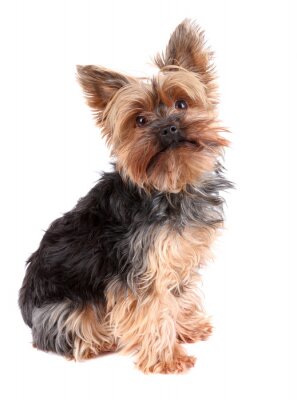 Sticker  Yorkshire Terrier
